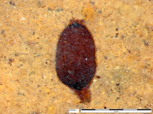 Tracheophyta
