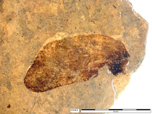 Tracheophyta