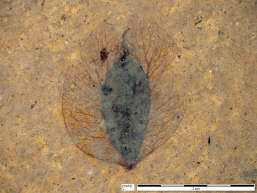 Tracheophyta