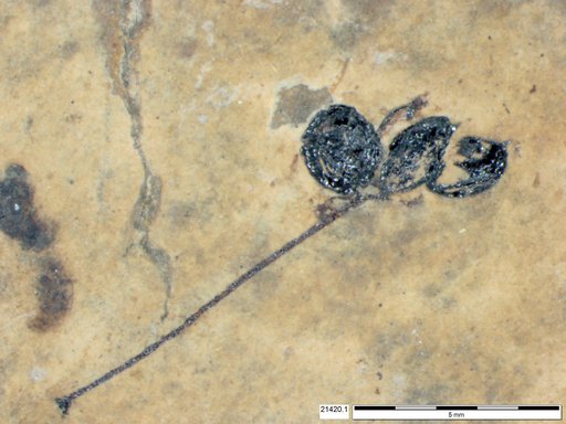 Tracheophyta