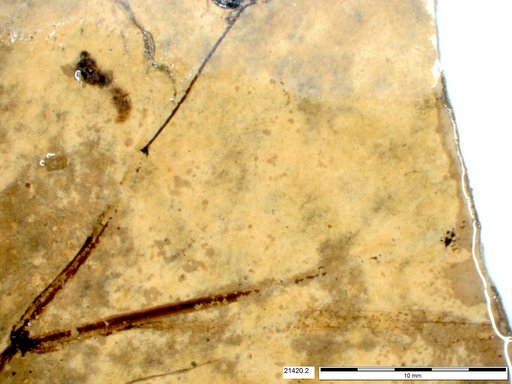 Tracheophyta