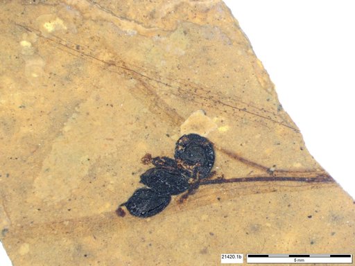 Tracheophyta