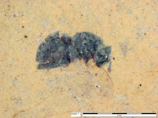 Genus sp