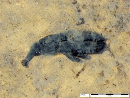 Genus sp