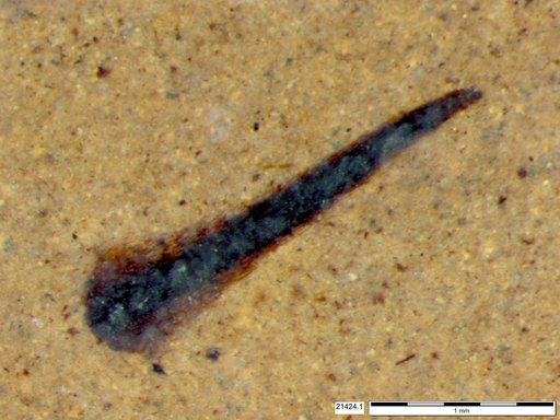 Tracheophyta