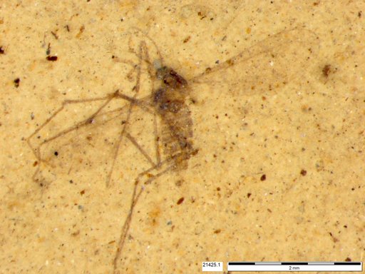 Cecidomyiidae