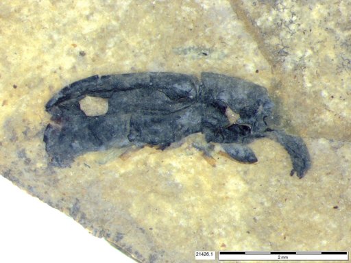 Genus sp
