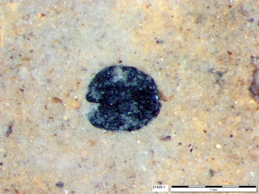 Tracheophyta