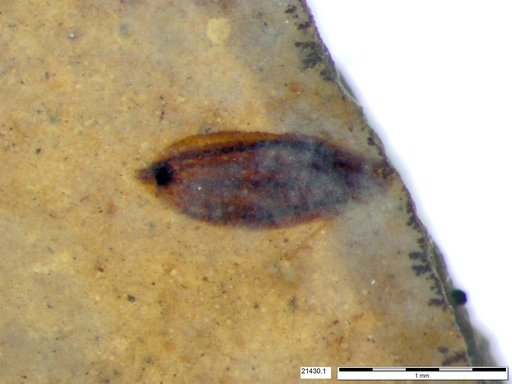 Tracheophyta