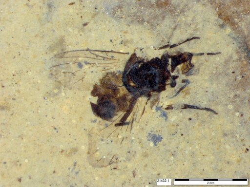 Diptera
