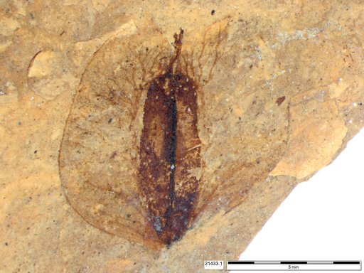 Tracheophyta