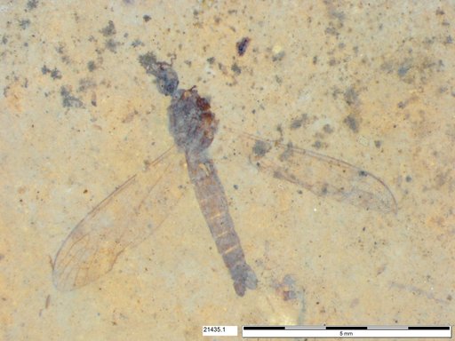 Diptera