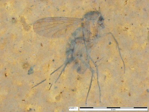 Mycetophilidae
