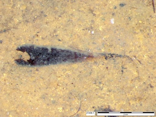 Tracheophyta