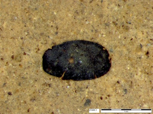 Tracheophyta