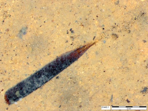 Tracheophyta
