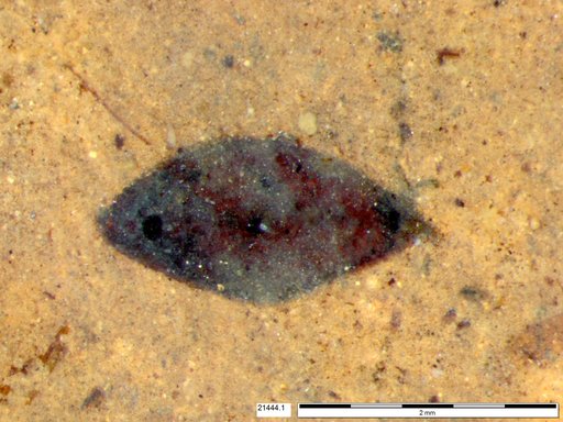 Tracheophyta