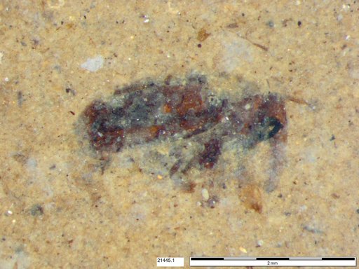 Genus sp