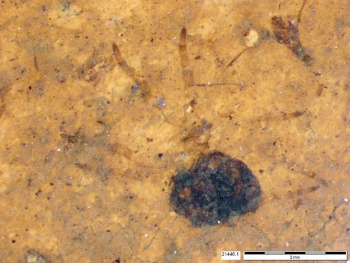 Genus sp