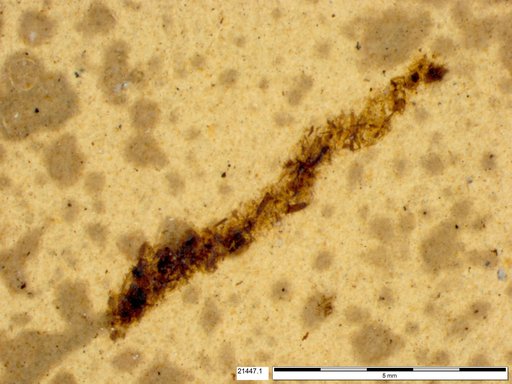 Genus sp