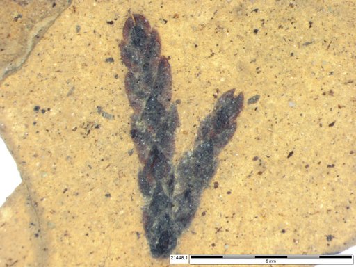 Tracheophyta