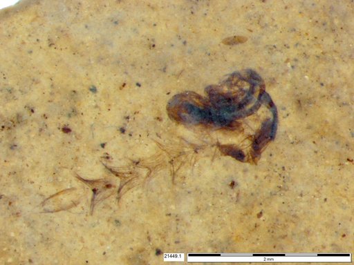 Chaoboridae