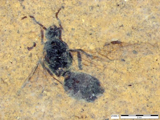 Formicidae