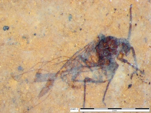 Aphididae