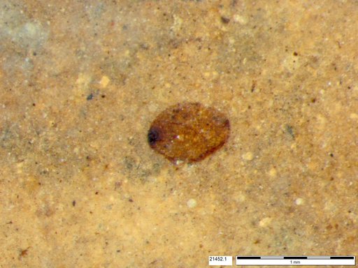 Tracheophyta