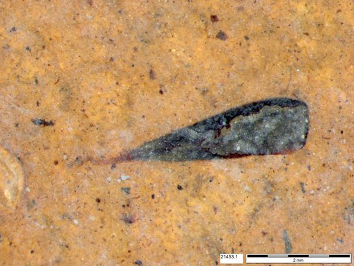 Tracheophyta