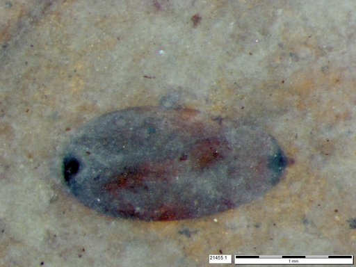 Tracheophyta