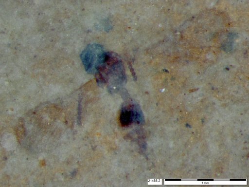 Diapriidae