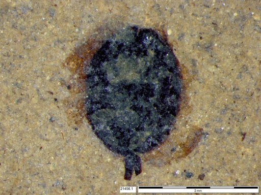 Tracheophyta