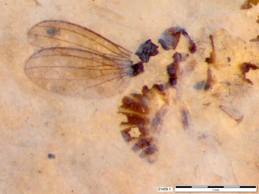 Diptera