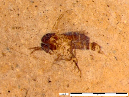 Diptera