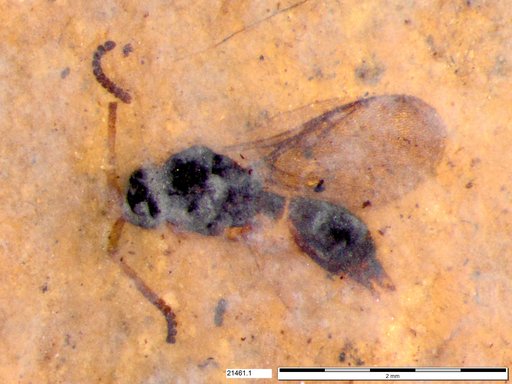 Diapriidae