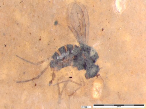 Genus sp.