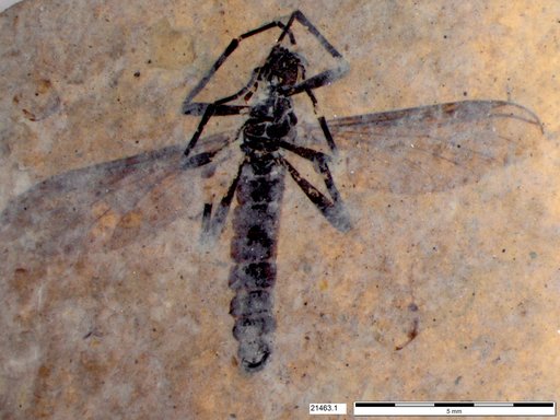 Genus sp