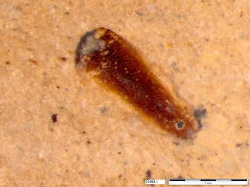 Tracheophyta