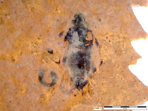 Genus sp