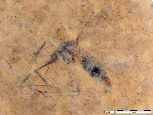 Genus sp