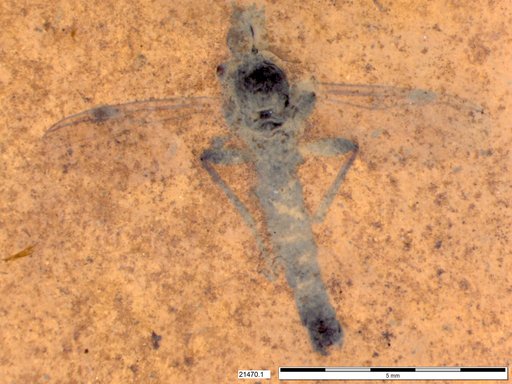 Genus sp