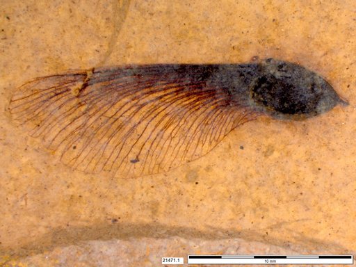 Tracheophyta