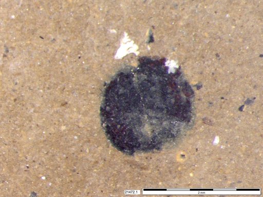 Tracheophyta