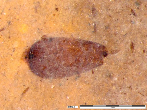 Tracheophyta