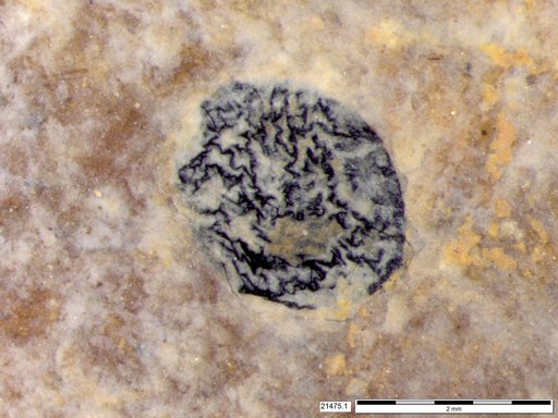 Tracheophyta