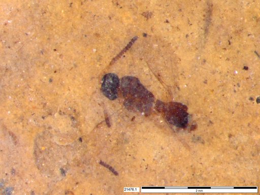 Diapriidae