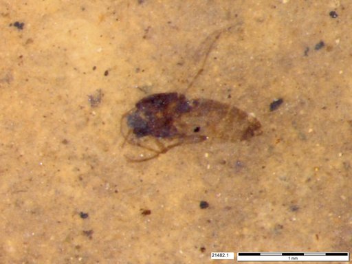 Diptera