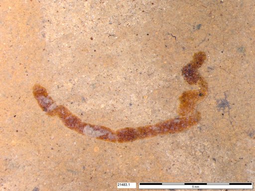 Genus sp