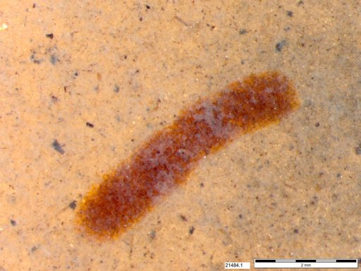 Genus sp